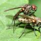 Как плодятся мухи. Как размножаются мухи? Анатомические особенности комнатной мухи