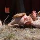 Ученые развеяли миф о глупости курицы Курица умная птица
