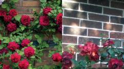 Крупноцветковые плетистые розы Как долго цветут плетистые розы
