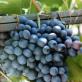 Осенний черный — неприхотливый сорт для начинающих виноградарей